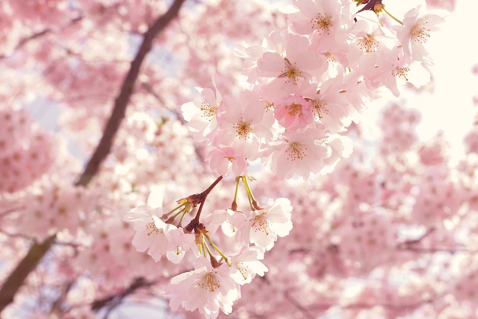 Blommor på körsbärsträd